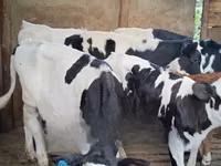 गाय, गोलस्टीन नस्ल — फ़ोटो 2
