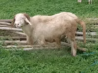 Moutons (lot, sexe non indiqué), Moutons — photo 7