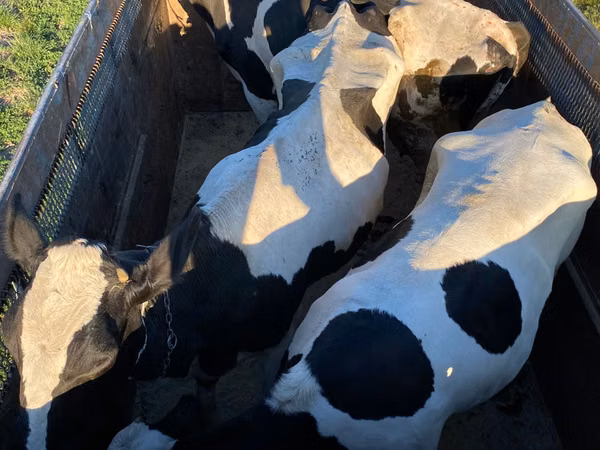 सांड, Russian Black pied cattle — मॉल्डोवा