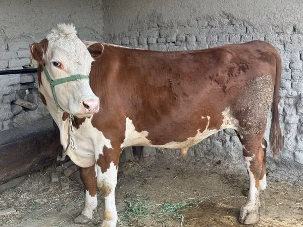 Bull, Simmental cattle — Uzbekistan