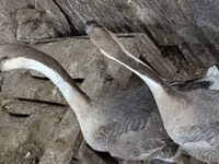 Turkeys — Foto 4
