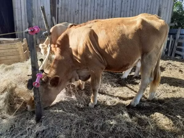 Cow, Simmental cattle — Hungary