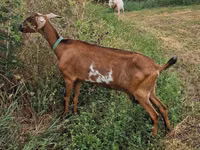 Kambing betina, Goats — foto 3