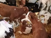 گاو و گوساله (گروه، جنسیت مشخص نشده), Simmental cattle — عکس 2