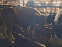 Lembu betina, Cattle — foto 1