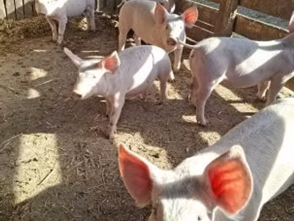 Pigs (batch, sex not specified), 