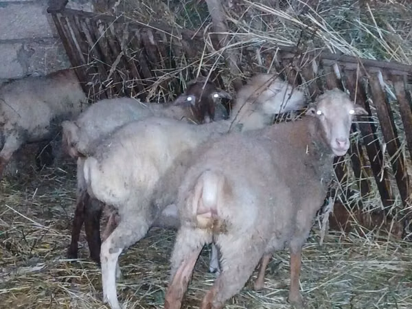 Pecora, Pecore — Azerbaigian