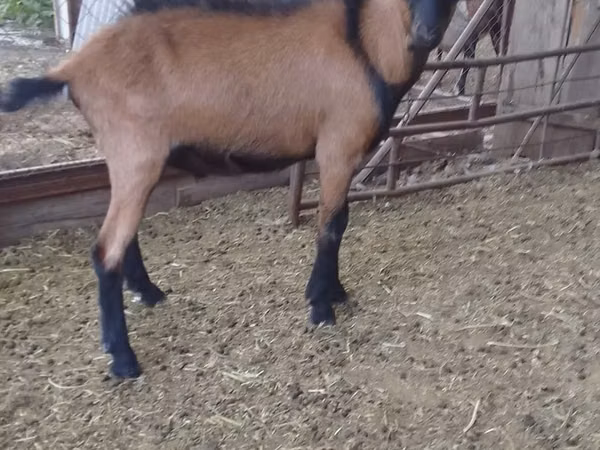 Billy Goat, Alpine goat — Kazakhstan
