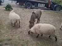 भेड़, Racka sheep — फ़ोटो 3