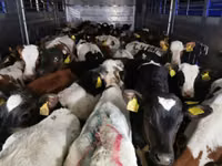 گاو نر, Simmental cattle — عکس 5