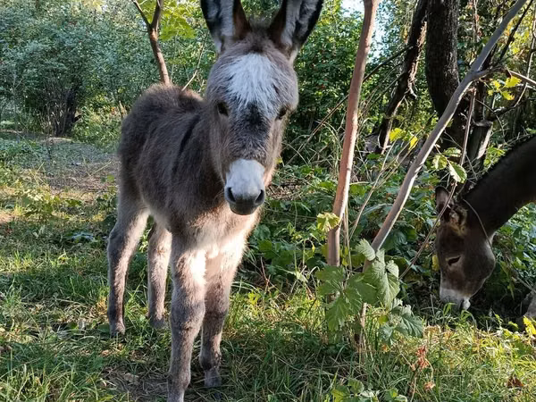 Horses (batch, sex not specified), Horses — Kyrgyzstan