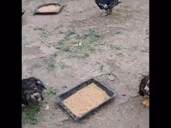 Ducks — Azerbaijan