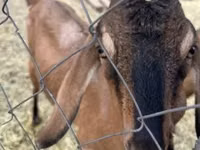 بز ماده, Nubian Goat — عکس 3