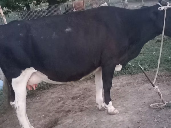 گاو ماده, Russian Black pied cattle