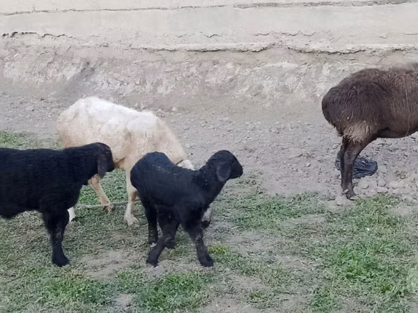 Sheep, Sheep — Uzbekistan