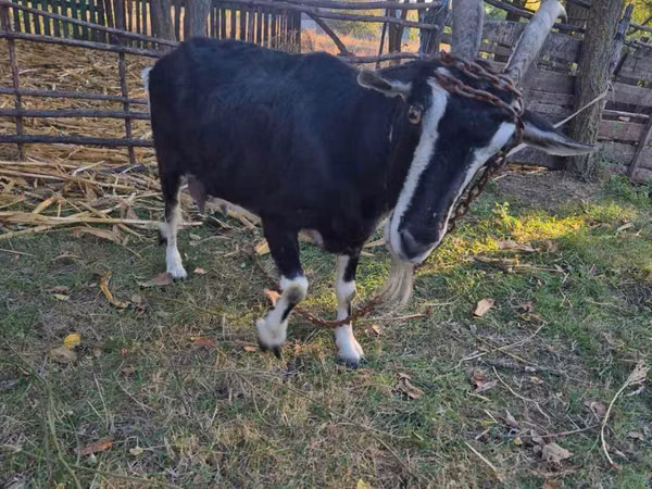 Goat, Goats
