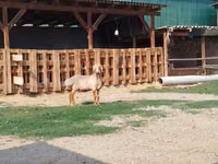 قوچ, Edilbay sheep — عکس 7