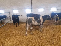 گاو و گوساله (گروه، جنسیت مشخص نشده), Simmental cattle — عکس 3