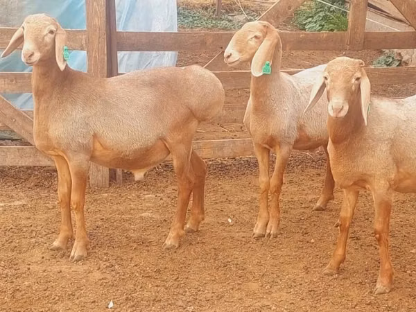 Vædder, Arashan sheep
