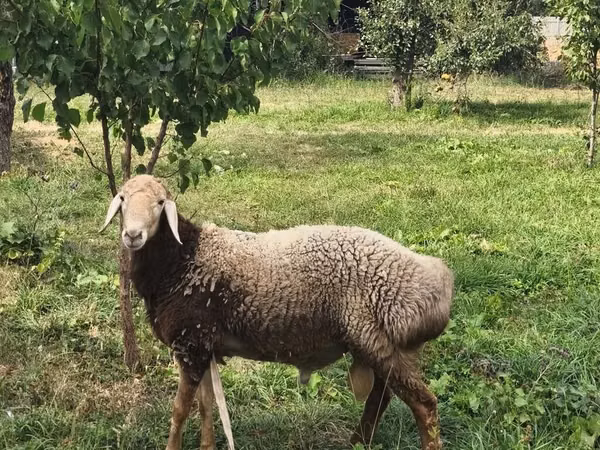 قوچ, Arashan sheep — قرقیزستان
