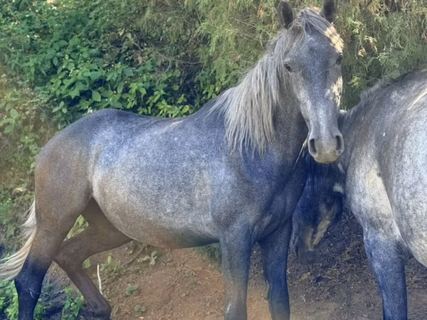 Cavalla, Thoroughbred horse — Kirghizistan