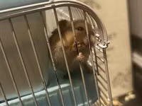 7 Hamster + qəfəs dəsti - Növbənöv xırda gəmirici üçün uyğun hamster — फ़ोटो 5