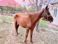 Kuda betina, Horses — foto 3