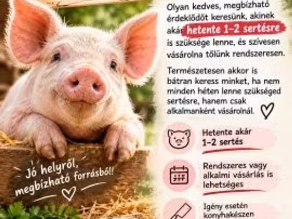 Sow, Pigs — Hungary