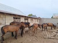 ม้า (เป็นล็อต, ไม่ระบุเพศ), Kazakh horse — รูปภาพ 2