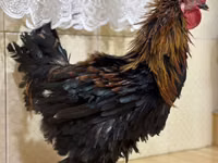 براهما — عکس 1
