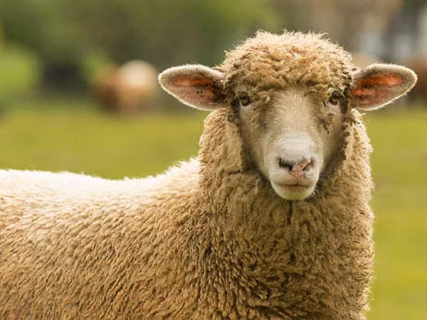 Biri-biri betina, Sheep — Moldova