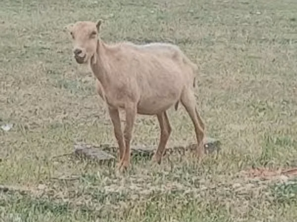Buk, Alpine goat