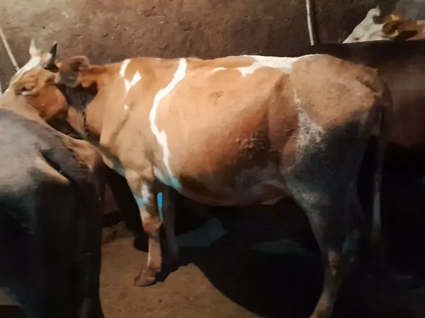 Cow, Simmental cattle — Armenia