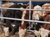 Banteng, Aberdeen-Angus — foto 5