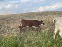 Гов, Latvian Blue cattle — акс 2