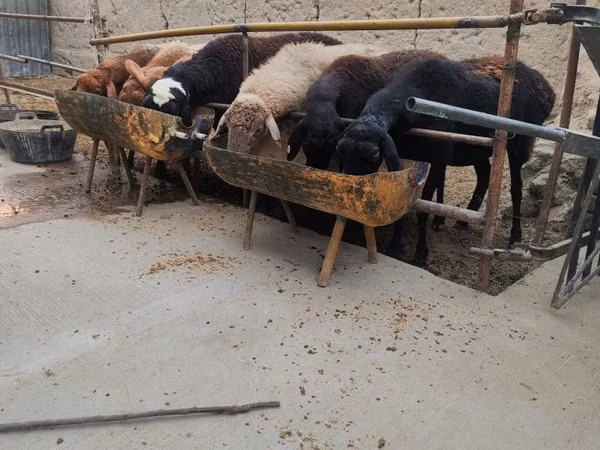 Ram, Sheep — Uzbekistan