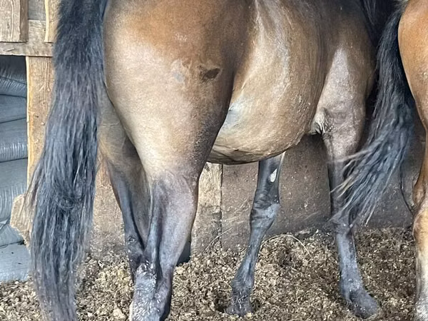 Mare, Horse breed — Kazakhstan