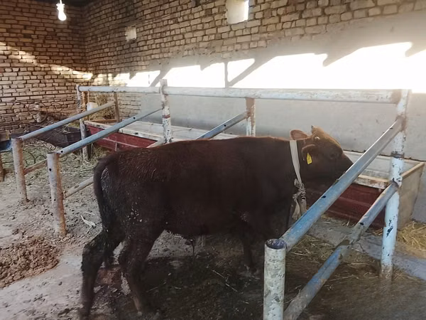 Bull, Cattle — Uzbekistan