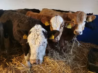 Cattle (batch, sex not specified), Hereford — photo 2