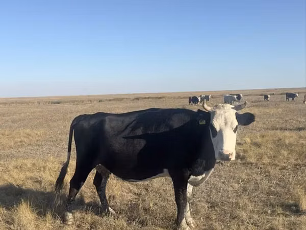 Cow, Cattle — Kazakhstan
