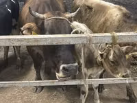Sigir, Ukrainian Brown Dairy Cattle — 2-rasm