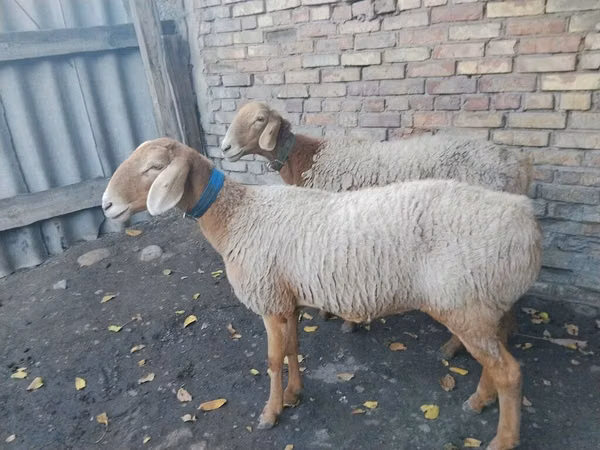 Sheep, Arashan sheep