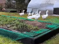 Geese — sawirka 2
