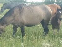 Mare, Kazakh horse — photo 2