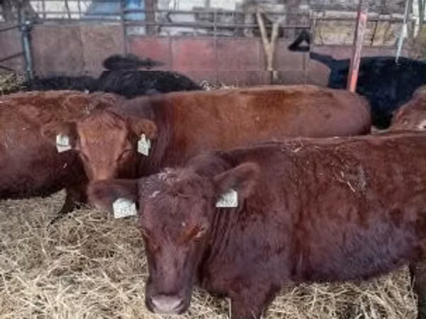 Kuh, Aberdeen-Angus