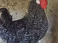 Chickens — foto 2
