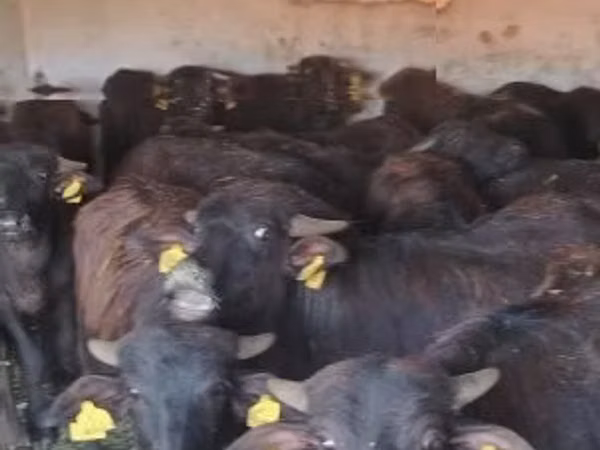 Cattle (batch, sex not specified), African Buffalo