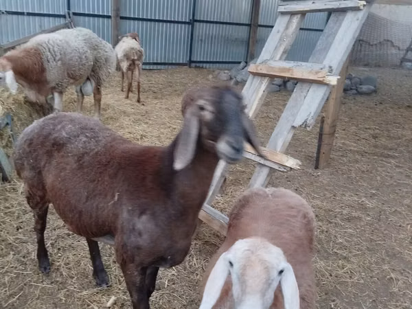 Sheep, Arashan sheep — Kyrgyzstan