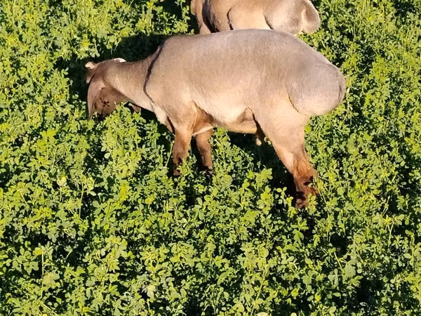 Ram, Sheep