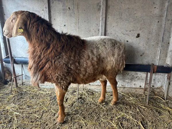 Ram, Arashan sheep — Kazakhstan